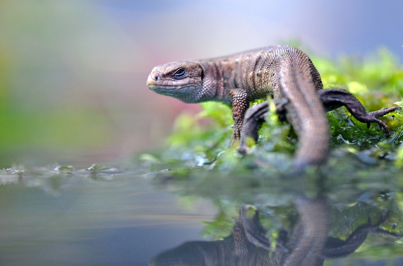 Reflection, Agama, Reptile, 1080P, Wildlife, Lizard, Reptiles