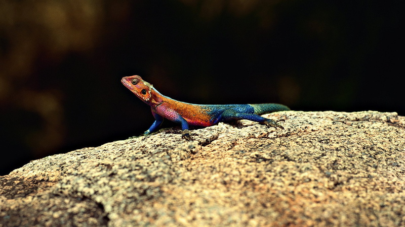 Reptiles, Lizard, Agama, 1080P