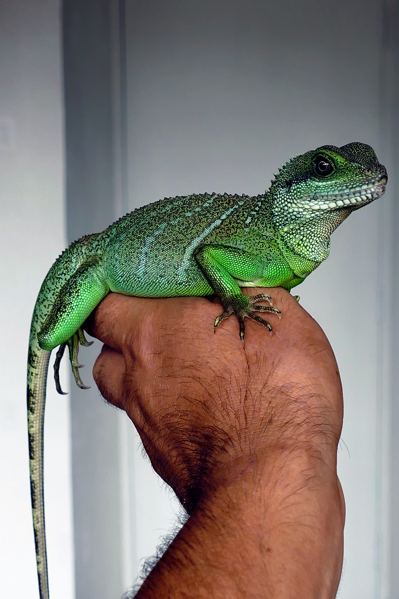 jungle, reptile, animals in the wild, tropical, holding, one person, pet, tame, lizard, herpetology, creature, animal, terrarium, life, diurnal, asian