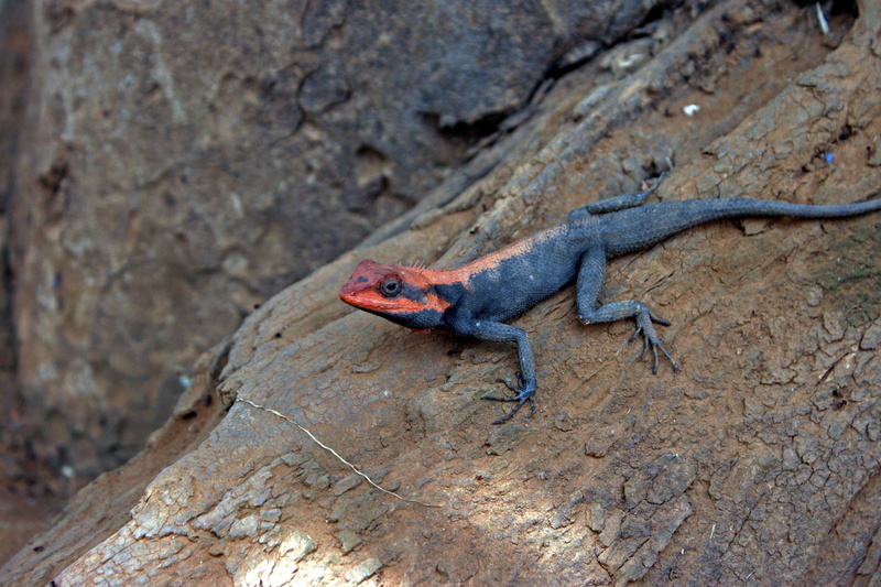 psammophilus, nature, natural, indian, red, common, reptile, land, orange, safari, tree, day, peninsular rock agama, no people, dorsalis, 4K, outdoors
