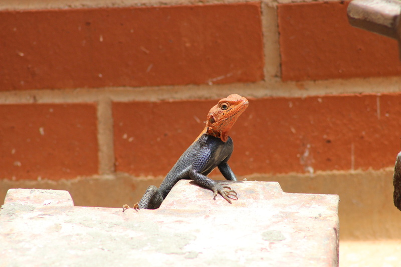 built structure, wild, mid-air, nigeria, wall, full length, one animal, fun, animal, wildlife, animal wildlife, no people, motion, animal themes, day, brick wall