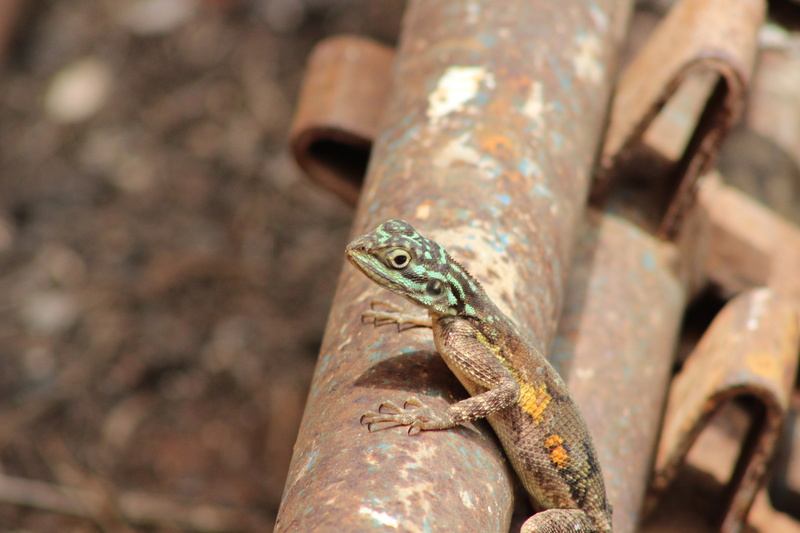 nature, wild, agama, animal eye, animal body part, iguana, one animal, 4K, vertebrate, animal scale, gecko, day, lizard, reptile, selective focus, climbing
