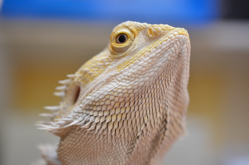 reptile, no people, 4K, animal head, Agama, animal body part, focus on foreground, day, animals in the wild, one animal, close-up, portrait, vertebrate