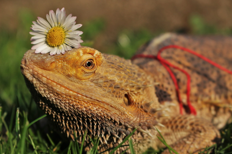 beauty in nature, day, luckašnytr, sunny, animals in the wild, head, selective focus, animal scale, vertebrate, flowering plant, animal wildlife, focus on foreground