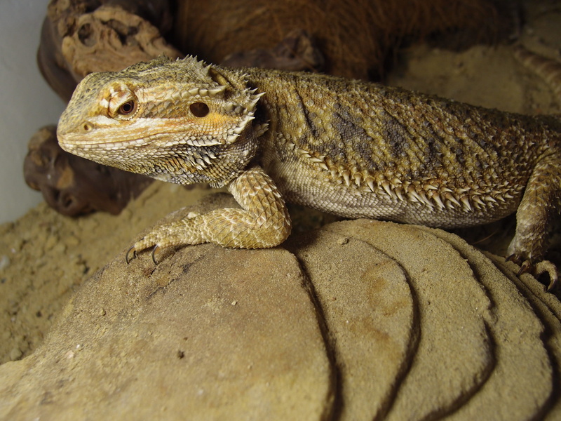 Agama, reptile, day, solid, Bearded, one animal, bearded agama, animals in the wild, no people, animal body part, side view, agama, Agama, nature, rock - object