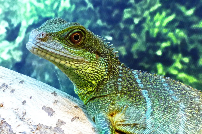 side view, bearded dragon, Chinese Water Dragon, branch, wildlife, creature, 5K, animal themes, water, scale, exotic, physignathus, herpetology, animal wildlife