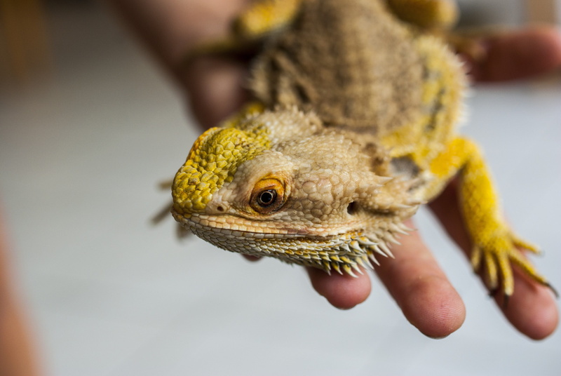 animal, bearded agama, head, flaky, close-up, animal eye, animal scale, agama, photo, body part, holding, vertebrate, finger, care, day, bearded, animal wildlife