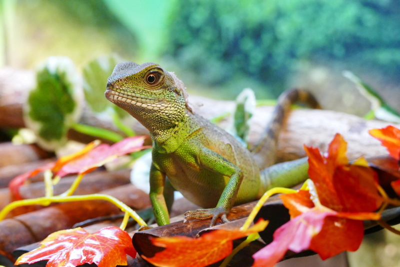 creature, vertebrate, dragon, agama, crawling, outdoors, animal wildlife, saurian, cocincinus, no people, animal, wildlife, one, plant part, iguana, tropical