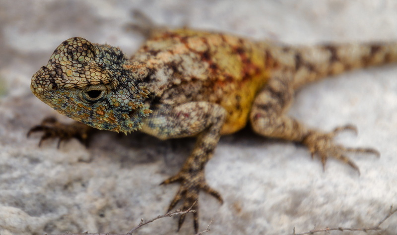 profile view, wildlife, animal scale, wild, close-up, no people, focus on foreground, animal eye, animal, reptile, rock - object, agama, lizard, day, animal wildlife