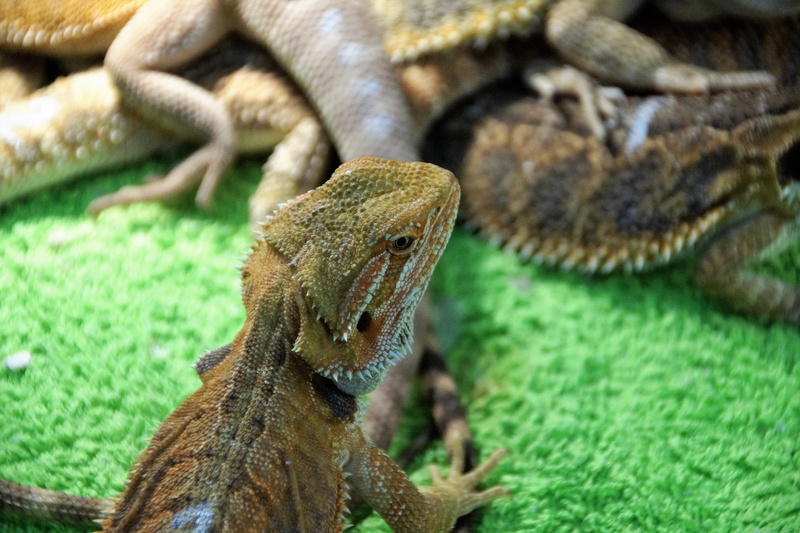 exotic, outdoors, sale, animal, animal themes, one animal, focus on foreground, vivarium, 5K, no people, green color, animal head, mouth open, animal scale