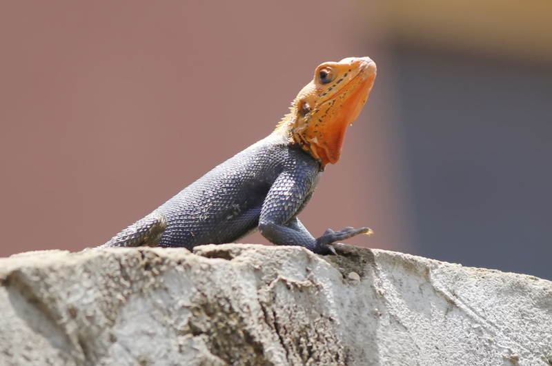 animal, reptile, 1080P, vertebrate, natural, bearded dragon, side view, iguana, day, animal wildlife, rock - object, no people, africa, animal themes