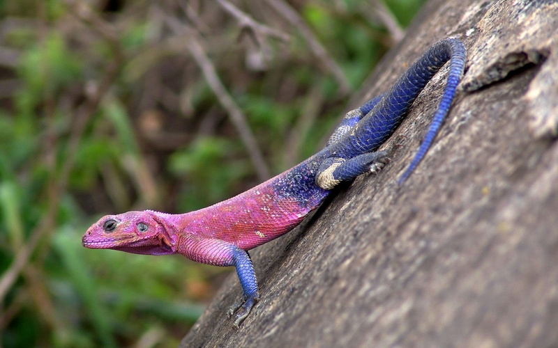 animal head, Reptiles, vertebrate, reptile, wood - material, one animal, nature, tree trunk, animal mouth, outdoors, side view, Agama, day, animal body part