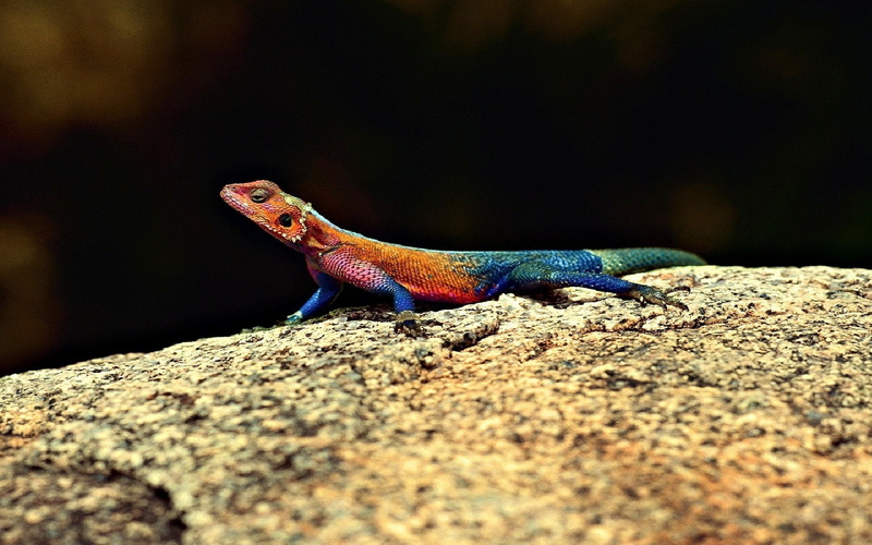 animal scale, lizard, solid, reptile, close-up, animal, one animal, no people, day, outdoors, side view, profile view, animal themes, nature, rock - object