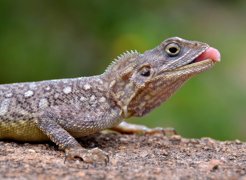 Agama, 1080P, Reptiles
