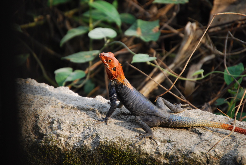 plant part, day, nature, agama lizard, solid, rock - object, no people, iguana, animal scale, one animal, tree, tropical, lizard, rock, focus on foreground