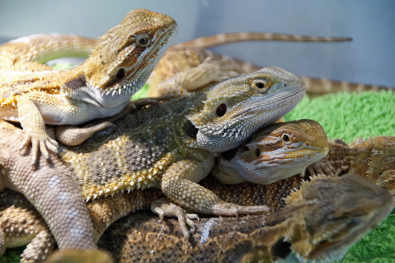 outdoors, vertebrate, exotic, two animals, nature, day, group of animals, lizard, reptile, 5K, bearded dragon, animal, iguana, agama, vivarium, animals in the wild