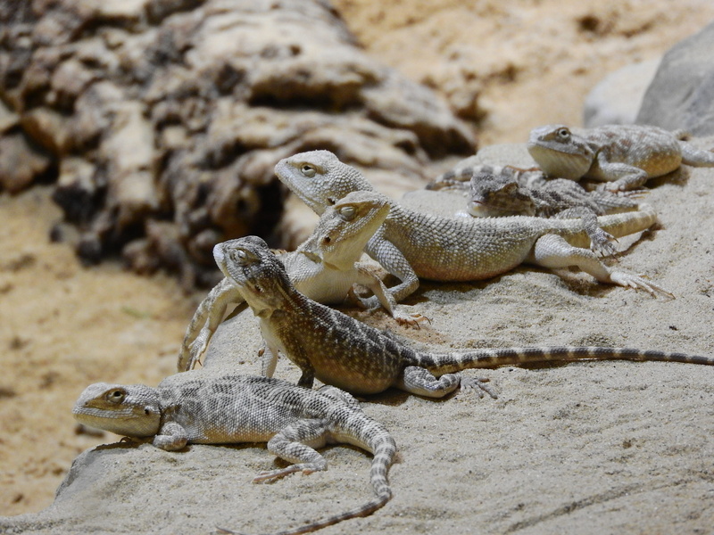 trapelus sanguinolentus, iguana, reptile, danger, agamas in the sand, close-up, group of animals, sand, animals In The Wild, Steppe, wildlife, agama steppe