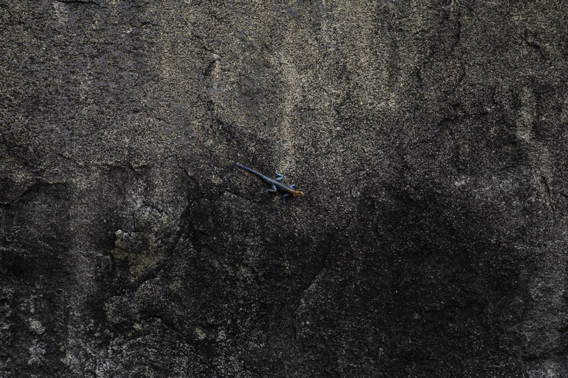 lizard, nature, high angle view, small, animal themes, Ruaha National Park, day, transportation, animals in the wild, Tanzania, outdoors, full frame, pavementy