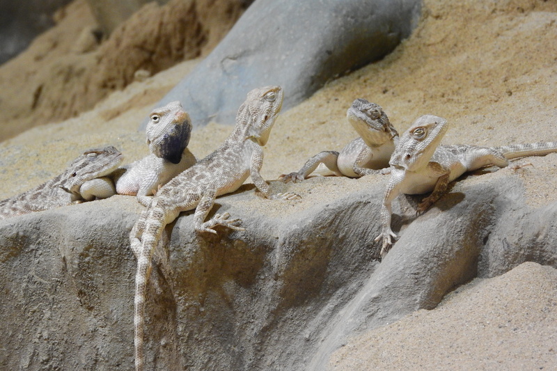 animal wildlife, trapelus sanguinolentus, vertebrate, day, land, reptile, solid, rock - object, three animals, beach, a few lizards, iguana, mammal, agamas in the sand