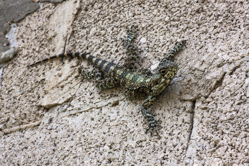 starred agama lizard, 4K, architecture, close-up, textured, reptile, rock, built structure, solid, weathered, pattern, old, stone wall, nature, outdoors