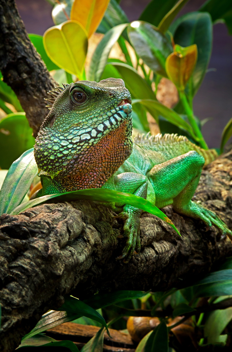 outdoors, animal wildlife, green color, agamas, bart-agame, animal themes, leaf, lizards, day, nature, reptile, one animal, plant part, green, africa, animals in the wild