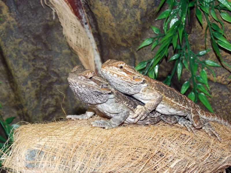 portrait, focus on foreground, iguana, agama bradatá, plant, one animal, bearded dragon, nature, reptile, animals in the wild, animal themes, animal body part