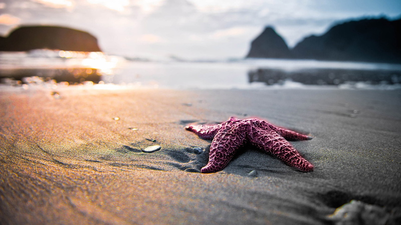 sky, animal themes, land, animals in the wild, sea, sand, beauty in nature, nature, marine, close-up, water, invertebrate, animal wildlife, no people, day