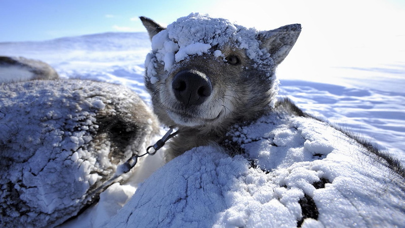 covering, day, animal, animal head, animals, nature, mammal, domestic, cold temperature, black, vertebrate, pets, domestic animals, snow, close-up, sunlight