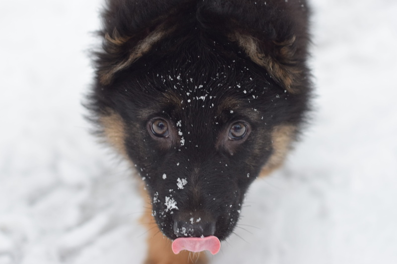 snow, covering, warm clothing, vertebrate, winter, snowing, animal, animal themes, black color, mammal, cold temperature, day, focus on foreground, one animal