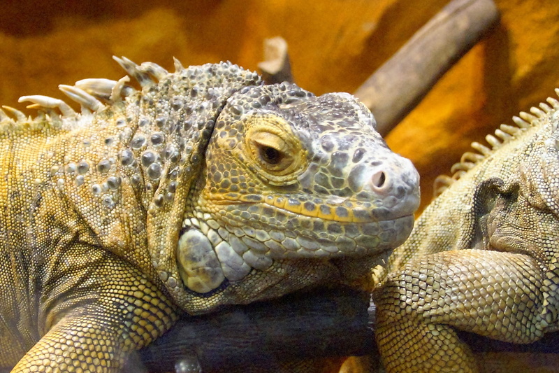 bearded dragon, outdoors, nature, lizard, Bearded, looking, animal scale, smile, Lizard, vivarium, animal body part, 1080P, vertebrate, one animal, animal head