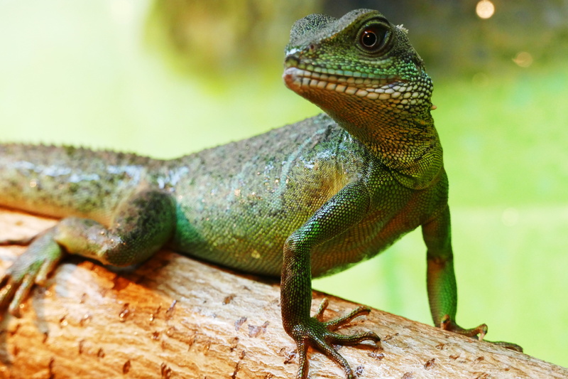 herpetology, animal themes, no people, dragon, wild, close-up, one, reptilia, single, colorful, pet, monitor, physignathus, 5K, animal body part, looking