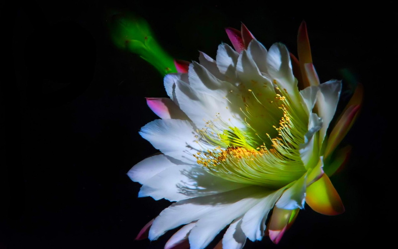 1080P, kamal, plant, nature and landscapes, flower, white, fragrance, beauty, brahma