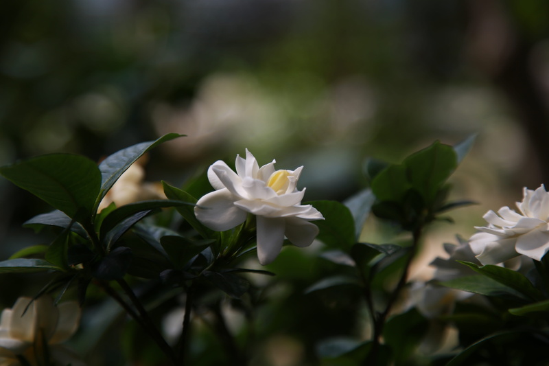plants, nature, gardenia, vulnerability, beauty in nature, inflorescence, flowers, fragrance, outdoors, white color, 5K, close-up, selective focus, day