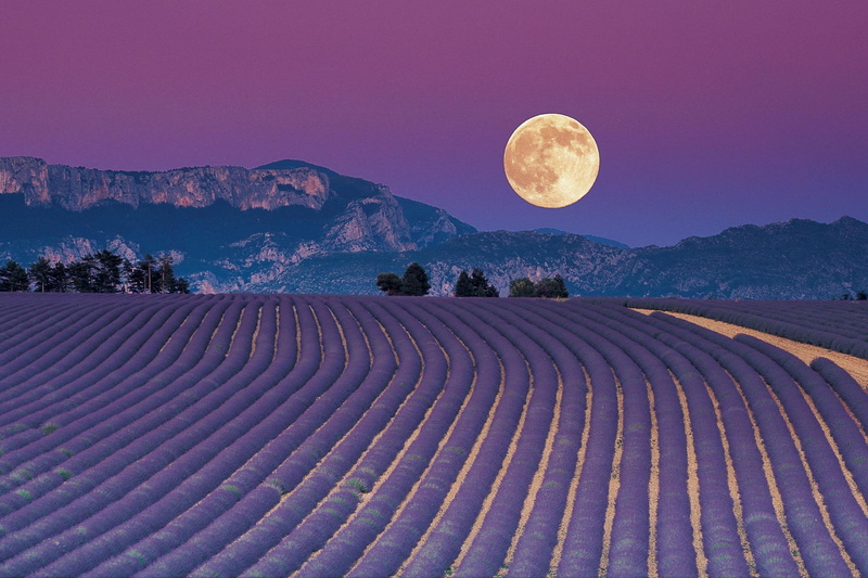 night, 1080P, field, 3d and abstract, fragrance, moon, lavender, flower