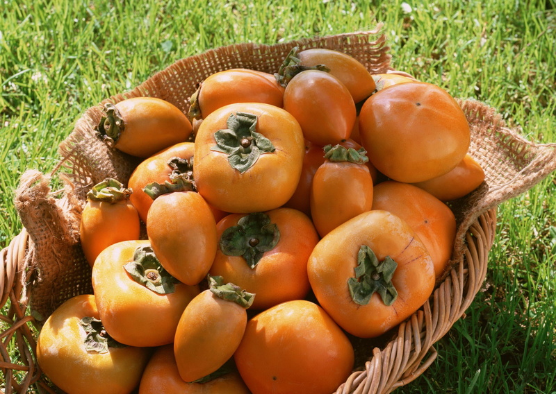 crop, vegetable, autumn, large group of objects, summer, abundance, pepper - Vegetable, plant, vegetable Garden, wellbeing, day, persimmon, harvesting