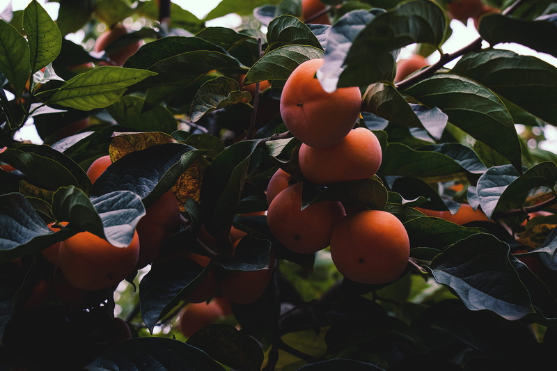 fruit tree, rowanberry, orange color, food, focus on foreground, nature, no people, persimmons, plant part, 2K, outdoors, freshness, fruit, iran, day