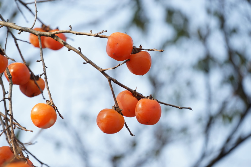 low angle view, healthy eating, freshness, rowanberry, plant, day, twig, outdoors, orange color, persimmon, tree, growth, focus on foreground, fruit, beauty in nature
