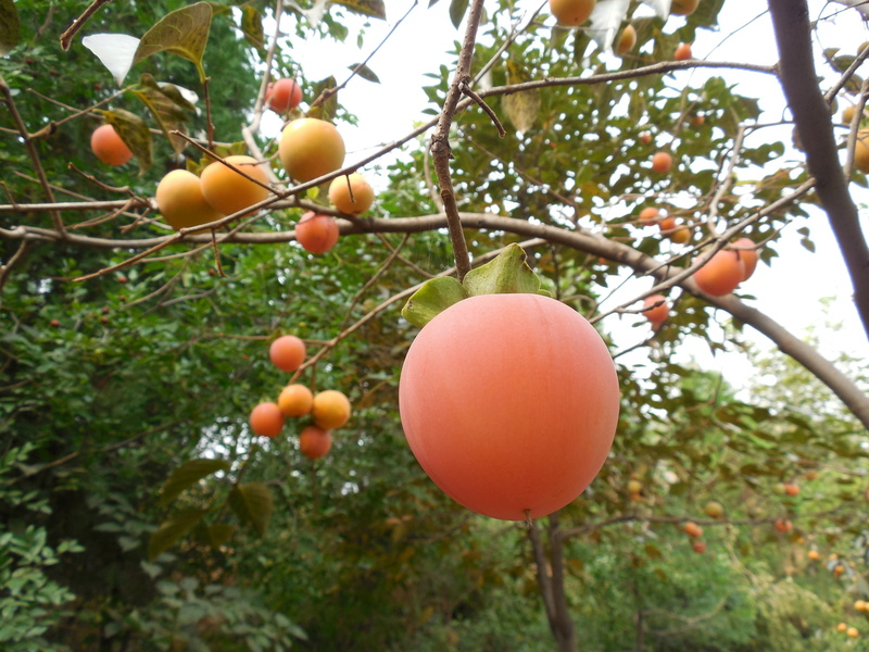 tree, fruit tree, nature, low angle view, persimmon fruit, farm, wellbeing, food, branch, no people, fruit, orange color, harvest, 2K, freshness, focus on foreground