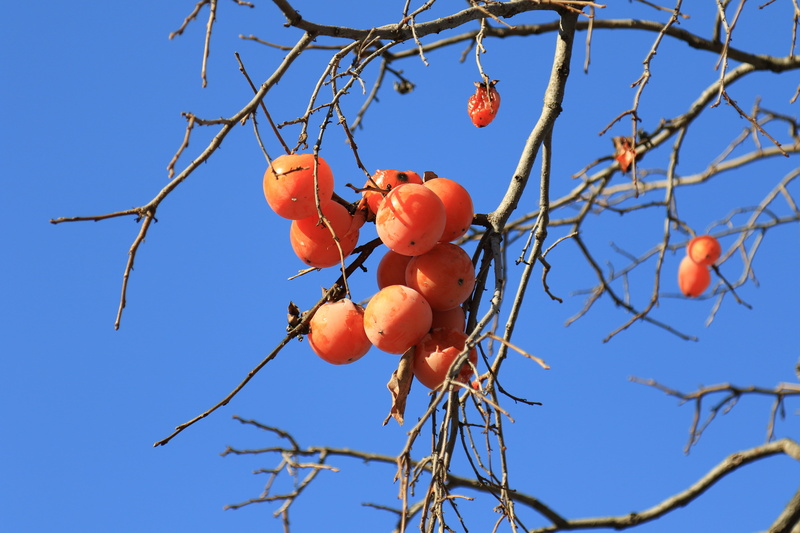 healthy eating, persimmon, low angle view, tree, branch, food, day, no people, rowanberry, sky, ripe, wood, fruit, eggplant, plant, orange color, freshness