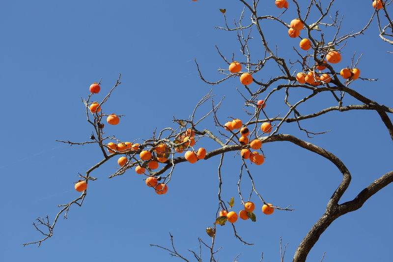fruit tree, day, orange, branch, autumn, blue, freshness, growth, nature, no people, plant, tree, orange color, low angle view, korea, home, outdoors, rowanberry