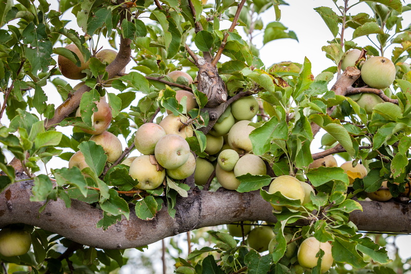 fruit tree, peach, wellbeing, day, branch, no people, produce, outdoors, kiwi, durian, plant, food and drink, apple, healthy eating, apricot, walnut, 5K