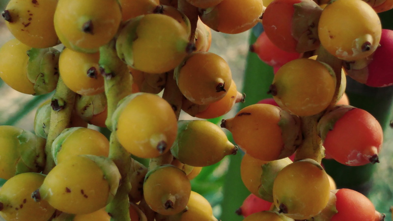 nuts, freshness, bitter, full frame, yellow, catechu, wellbeing, persimmon, 5K, ripe, bunch, food and drink, betel, nature, fruit, backgrounds, areca