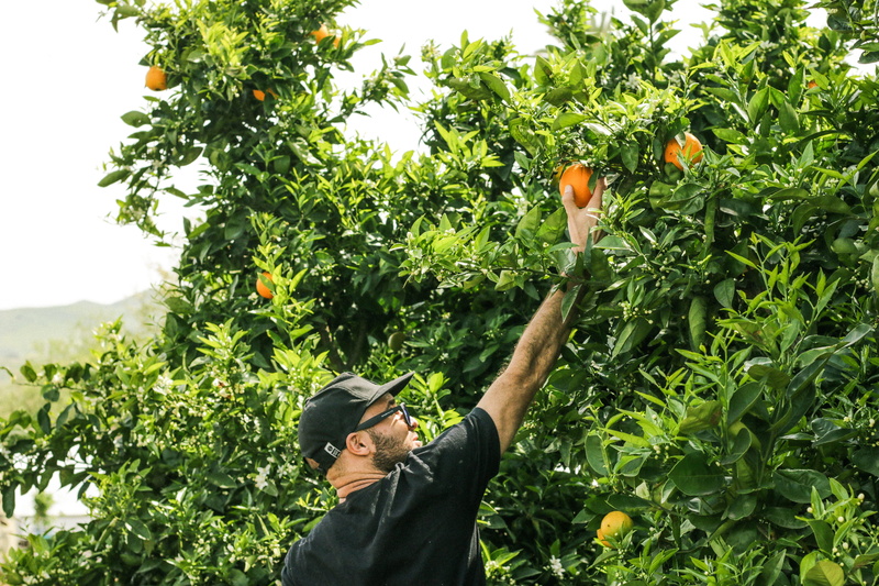 human, adult, san clemente, animal, fruit tree, farmer, plant, hand, real people, lifestyles, shirt, freshness, green color, food, black, citrus fruit