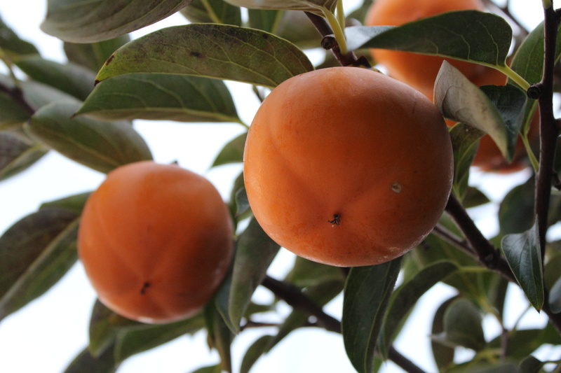 close-up, fruits, branch, harvest, persimmon, autumn, healthy eating, leaves, plant, dried persimmon, fruit, no people, wellbeing, leaf, vitamin c, organic
