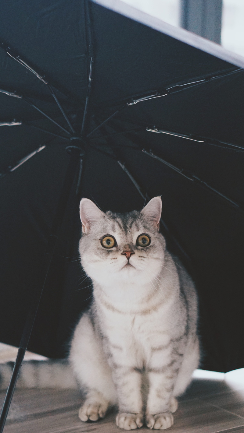 domestic cat, apparel, whisker, pet, clothing, one animal, manx, sleeve, home interior, banister, gray, pets, 5K, canopy, umbrella, animal, sitting, domestic