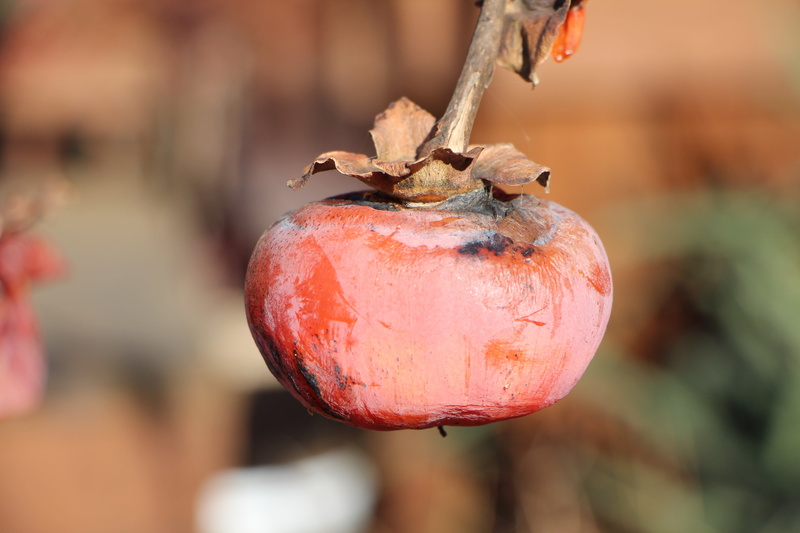 tree, 5K, ripe, healthy eating, focus on foreground, winter, outdoors, nature, food and drink, growth, sunlight, red, selective focus, fruit, close-up
