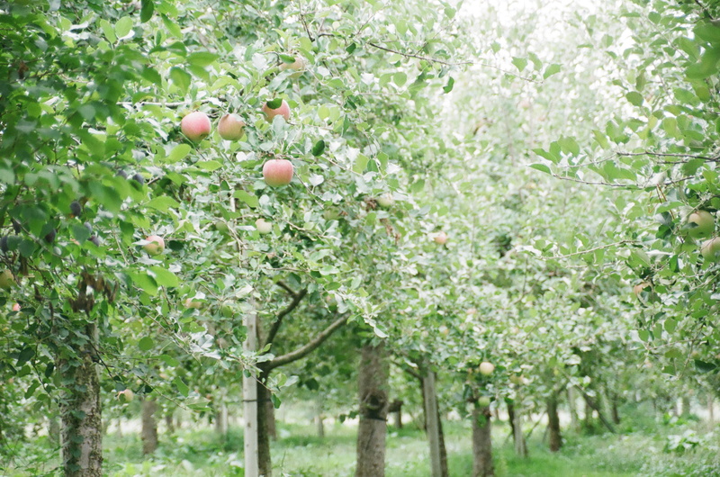 trees, green color, vegetable, fruits, ripe, freshness, fruit, tree trunk, grapefruit, daytime, apricot, red, food and drink, branch, produce, peach, food