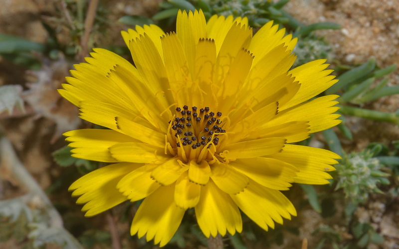 arabia, flower, road, saudi, 2K, center, maroon, dandelion, like