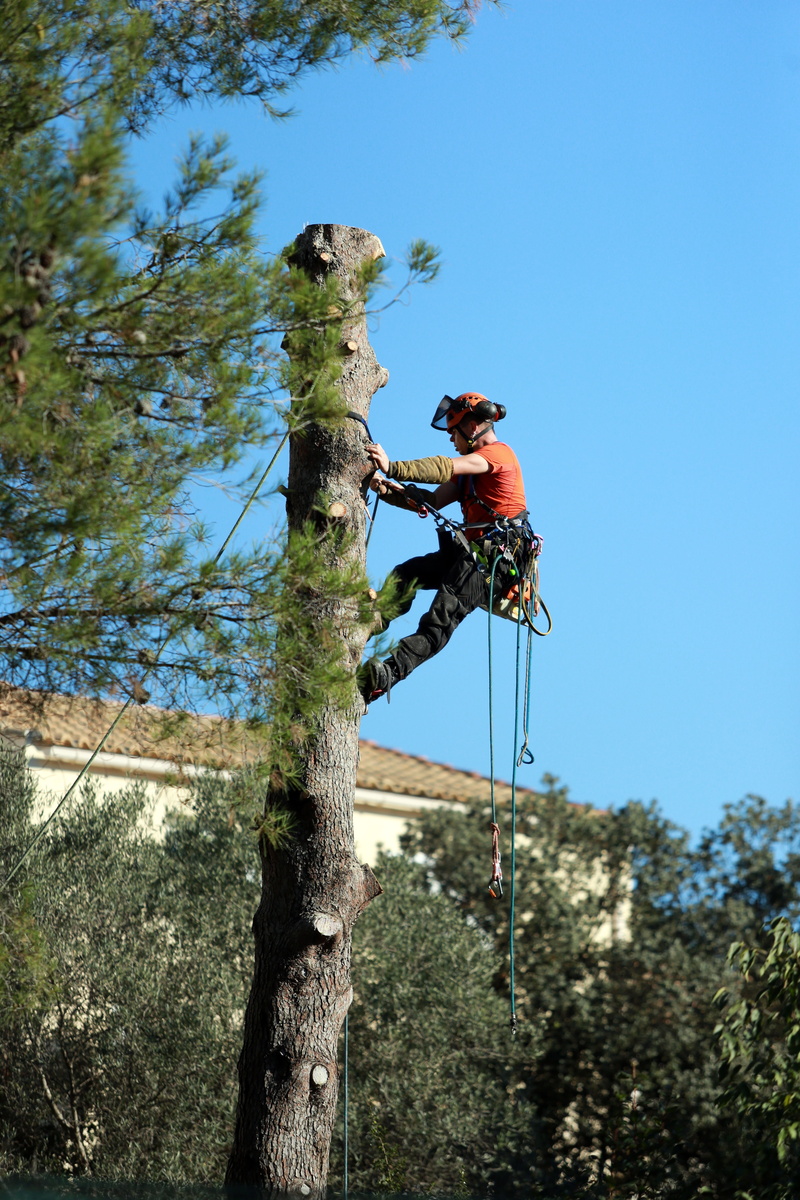 nature, vertebrate, work, plant, limbing, animals in the wild, animal themes, low angle view, tree trimming, animal, outdoors, cup, person, no people, tree trunk