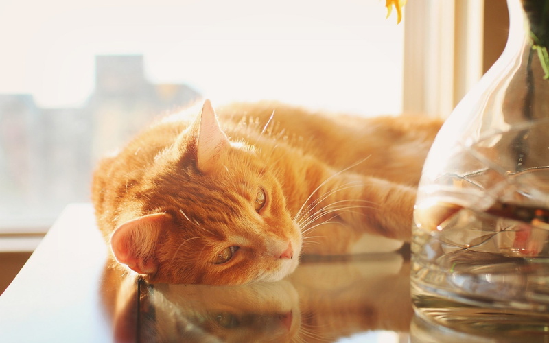 x, art, kittens, side, laying, 1080P, cats, animals, sunlight, hd